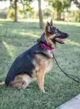 Kona, a young black and tan german shepherd