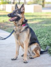 Kona, a young black and tan german shepherd