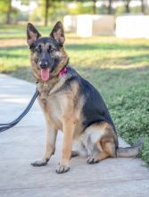 Kona, a young black and tan german shepherd