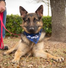 Kona, a young black and tan german shepherd