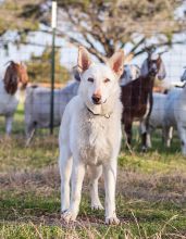 Kringle, a white german shepherd