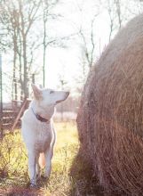 Kringle, a white german shepherd checking out a bale of hay