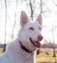 Kringle, a white german shepherd