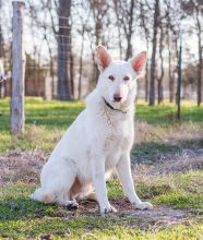 Kringle, a white german shepherd