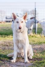 Kringle, a white german shepherd