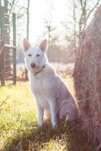 Kringle, a white german shepherd