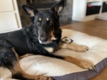 Kyle, a black and tan german shepherd