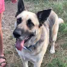 Lady, a black and cream german shepherd