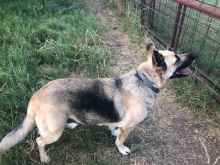 Lady, a black and cream german shepherd