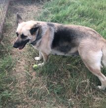 Lady, a black and cream german shepherd