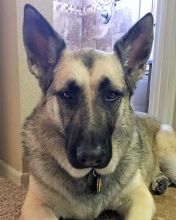 Lady Bella, a black and tan german shepherd