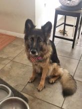 Layla a black and tan german shepherd courtesy listing