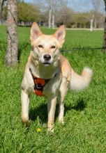 Layla, a cream, white and black german shepherd mix