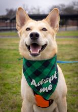 Layla, a cream, white and black german shepherd mix