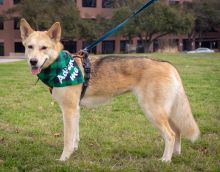 Layla, a cream, white and black german shepherd mix