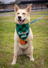 Layla, a cream, white and black german shepherd mix