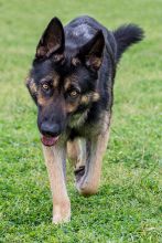 LeeRoy, a black and tan german shepherd