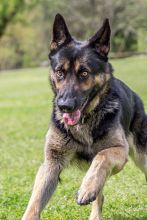 LeeRoy, a black and tan german shepherd