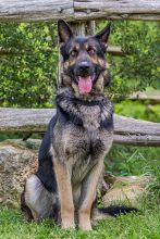 LeeRoy, a black and tan german shepherd