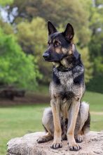 LeeRoy, a black and tan german shepherd