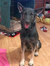 Luci, a black and tan german shepherd