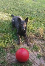 Loki, a black and grey german shepherd with red ball