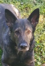 Loki, a black and grey german shepherd