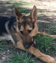 Loki, a black and tan german shepherd