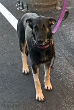 Luci, a black and tan german shepherd