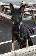 Luci, a black and tan german shepherd
