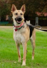 Lucy, a black and tan german shepherd