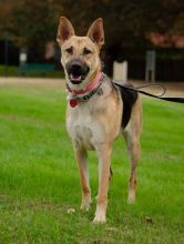 Lucy, a black and tan german shepherd