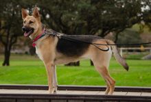 Lucy, a black and tan german shepherd