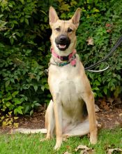 Lucy, a black and tan german shepherd