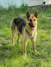 Luke, a black and tan german shepherd