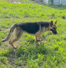 Luke, a black and tan german shepherd