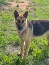 Luke, a black and tan german shepherd