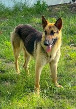 Luke, a black and tan german shepherd