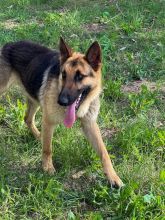 Luke, a black and tan german shepherd