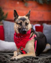 Luna, a black and tan german shepherd