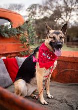 Luna, a black and tan german shepherd