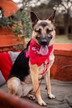 Luna, a black and tan german shepherd