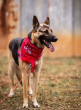 Luna, a black and tan german shepherd