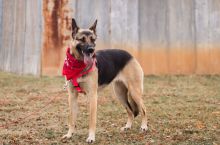 Luna, a black and tan german shepherd