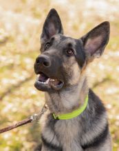 Mackey, a black and tan german shepherd