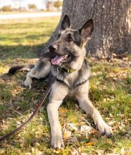 Mackey, a black and tan german shepherd