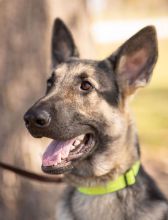 Mackey, a black and tan german shepherd