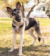 Mackey, a black and tan german shepherd