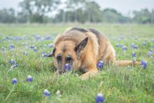 Madison relaxing in the bluebonnets