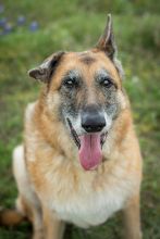 Madison, a senior black and tan german shepherd